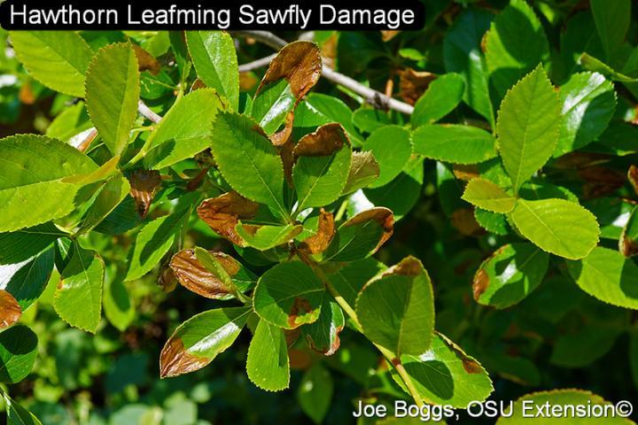 leaves turning brown